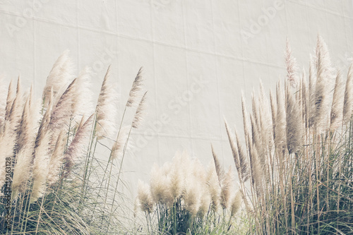 Summer background reed grasses, vintage wallpaper with high grass