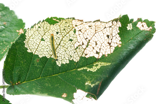 Allantus cinctus - leaf-eating caterpillars