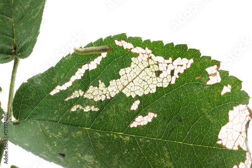 Allantus cinctus - leaf-eating caterpillars