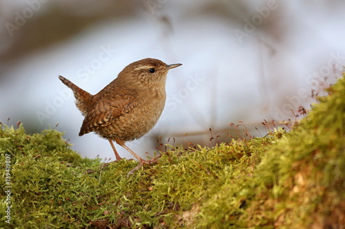 Troglodytes troglodytes, wren bird sitting on a branch overgrown with moss. Wildlife. The beauty of wildlife. Europe Country Slovakia.