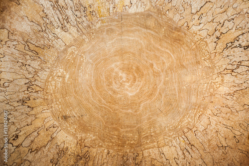 Wooden. Close-up large birch saw cut with beautiful natural pattern.