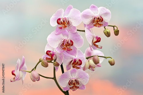 Pink phalaenopsis orchids on sunset background