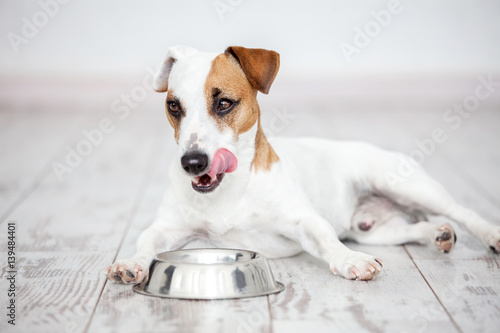 Dog eats food from bowl