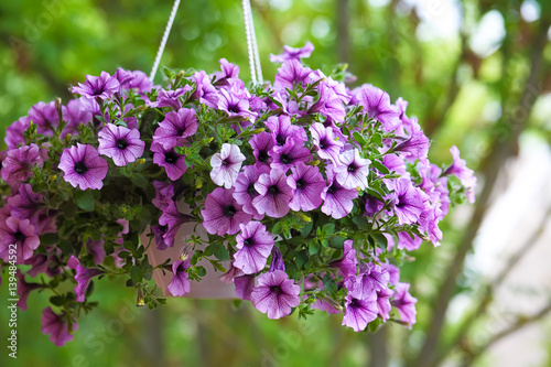 purple petunia flowers in the garden in Spring time