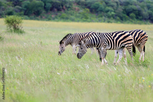 Zebry stepowe Equus quagga w parku narodowym Pilanesberg