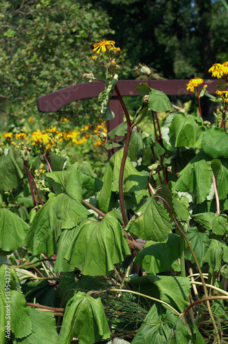 Wilted plant in the garden