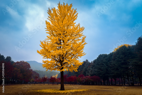The leaves change color during autumn Nami Island in Korea.