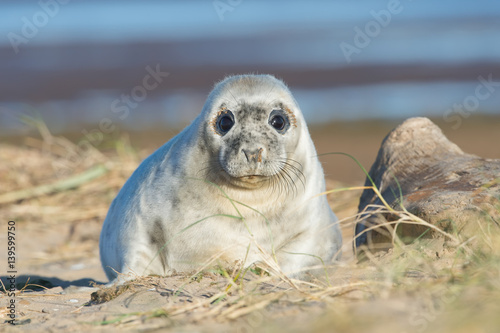 Atlantic Grey Seal Pup (Halichoerus grypus)/Atlantic Grey Seal Pup in sand dunes