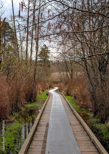 Wooden Hiking Trail through the forest in early spring