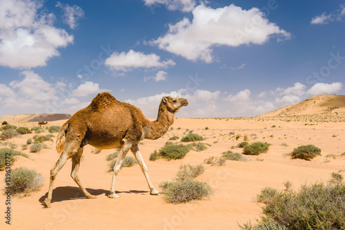 Dromedary camel walking in the desert, Wadi Draa, Tan- Tan, Moro