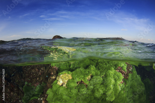 Green algae on underwater rocks in ocean