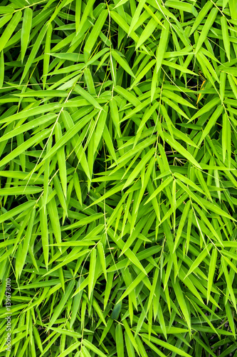 Vivid green color of bamboo leaf