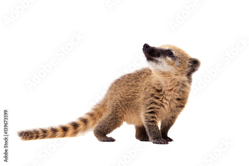 South American coati, Nasua nasua, baby on white