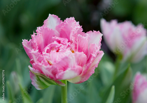 Цветок тюльпан "Прохладный кристалл" сорт бахромчатый 