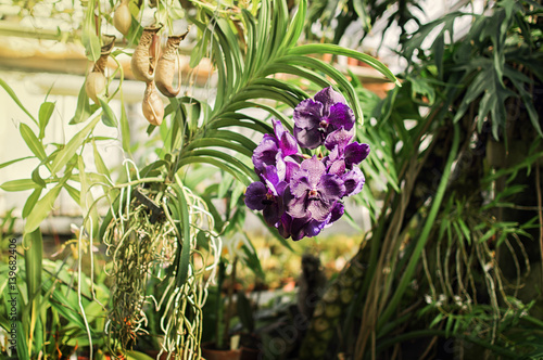 blossom violet vanda orchid
