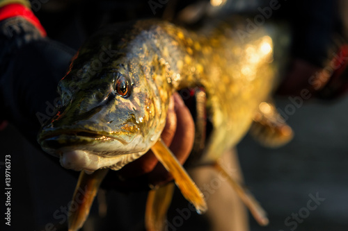 A fisherman holds a pike fish Close-up of fish pike