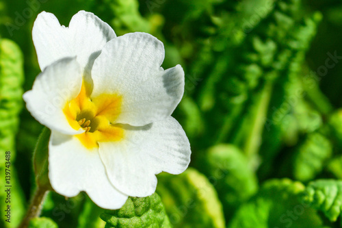 One flower of a white primrose on a background of green leaves, close-up.