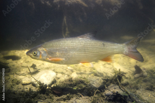 Common nase (Chondrostoma nasus), also known as the sneep. Wildlife animal in the clean river habitat.