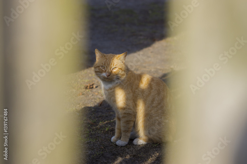 wiejski rudy kot widok przez żerdki płota