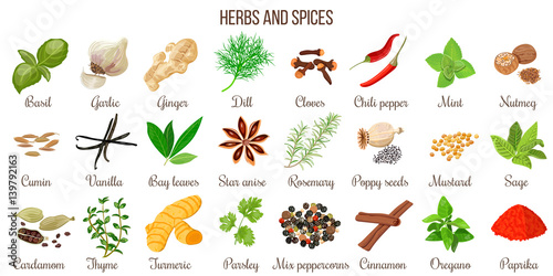 Big vector set of popular culinary herbs and spices