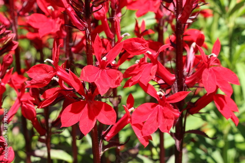 Red "Cardinal Flowers" (or Bog Sage) in St. Gallen, Switzerland. Its Latin name is Lobelia Cardinalis (Syn Lobelia Fulgens), native to eastern North America.