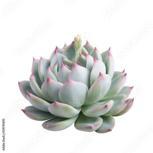 succulent plant isolated