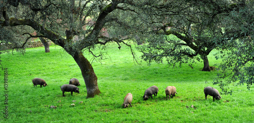 Cerdos ibéricos de pata negra, Sierra de Huelva, España