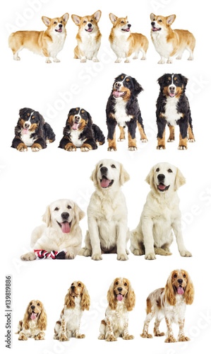 Group of purebred dogs