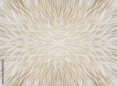 abstract background macro image of Sajor-caju mushroom