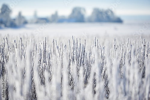 Zimowy krajobraz wiejskich pól w szadzi i śniegu