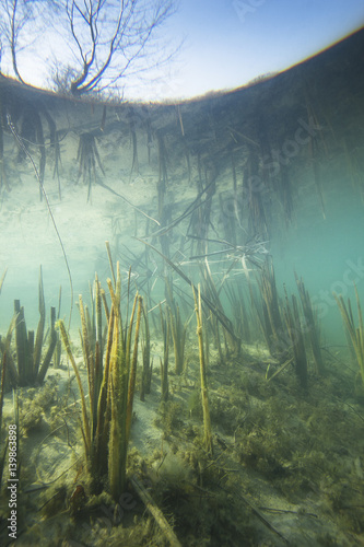 Beautiful and romantic underwater landscape with reed (Typha) in the clear pound. Underwater shot in the lake. Nature habitat.