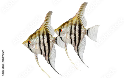 zebra angelfish pterophyllum scalare aquarium fish isolated on white 