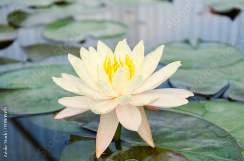 Yellow waterlily flower blossom in pond