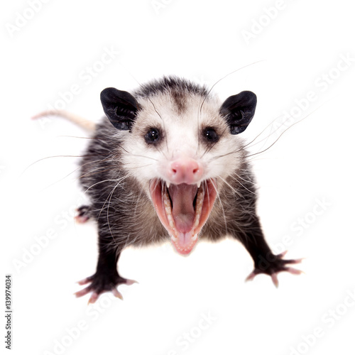 The Virginia opossum, Didelphis virginiana, on white