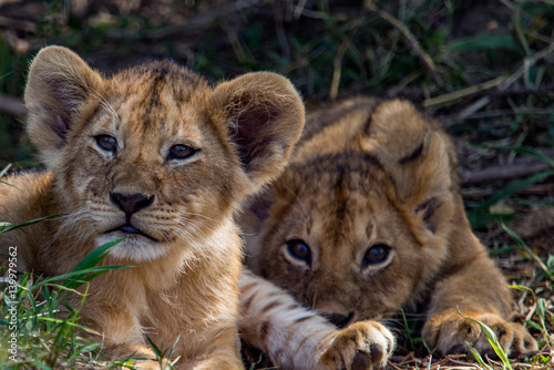 Lions of Masai Mara and Serengeti