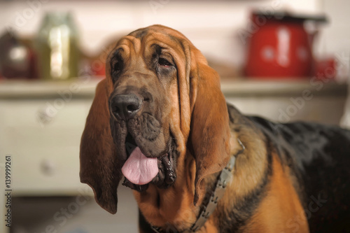 Beautiful Bloodhound puppy at 6 months.