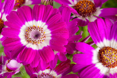 Pink flowers cineraria close up as background