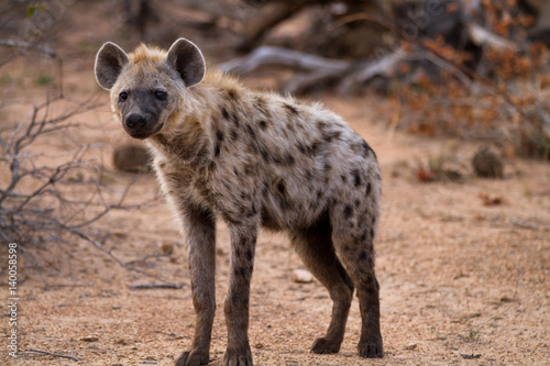 hyena walking in the bush of kruger national park