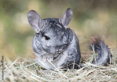 Grey chinchilla outdoors