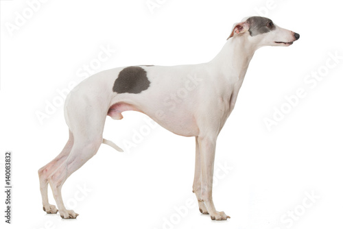 Whippet im Profil