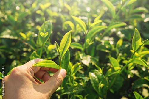 Farmer hand pick green tea sprout