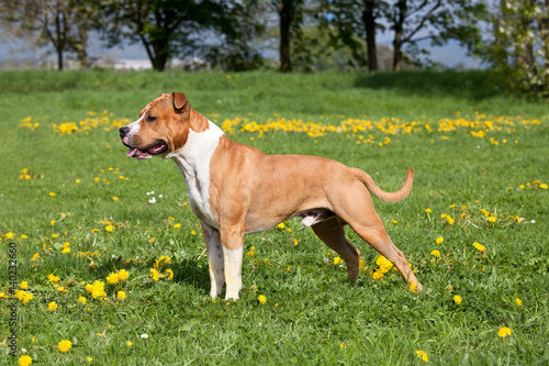 Portrait of nice american staffordshire terrier