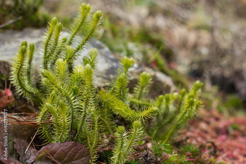 Lycopodium clavatum (common club moss) is an evergreen plant of the family Lycopodiaceae