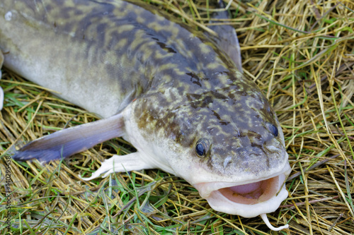  Siberian burbot