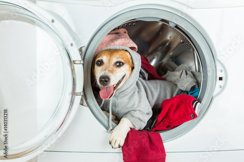 Happy relaxed house work helper lying inside washing machine. Dog in grey hood looking. Laundry and dry cleaning pet service. 