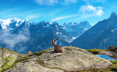 A magical landscape with mountain goat in the middle of the Alps (stress relief, rest, vacation - concept)
