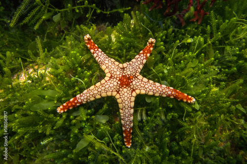 A starfish Fromia monilis (Elegant sea star) on a background of green seaweed.