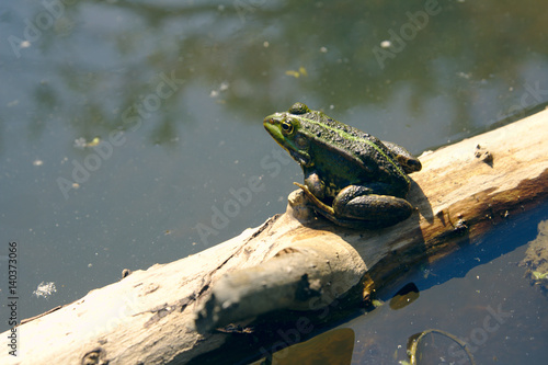 Kikker aan het zonnen in het water