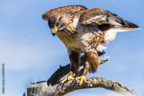 Ferruginous Hawk in Tucson Arizona