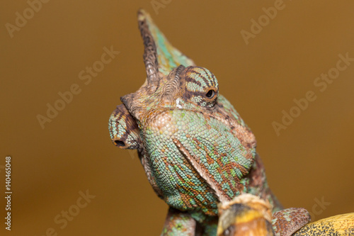 Veilde chameleon - Chamaeleo calyptratus